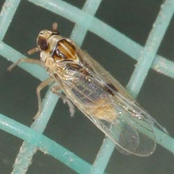 Laodelphax striatellus
